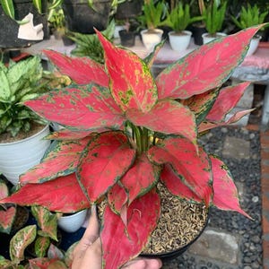 Aglaonema röd ruby garuda