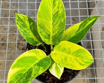 Philodendron moonlight variegated