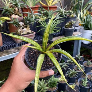 Könnte beinhalten: Eine Topf-Sansevieria-Pflanze mit langen, schlanken, grünen Blättern mit gelben Streifen. Die Pflanze befindet sich in einem schwarzen Plastiktopf, umgeben von anderen Topfpflanzen in einer Gärtnerei. Die Blätter sind spitz und haben ein einzigartiges Muster.