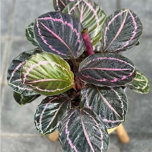 Aglaonema Lipstick - Etsy Singapore