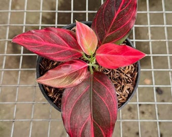 Aglaonema Hughes Plant: Decorative Foliage - Etsy