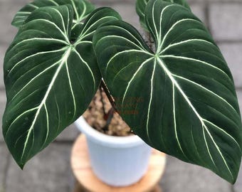 Philodendron gloriossum withe veins live plants