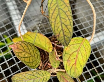 Hoya sp tanggamus