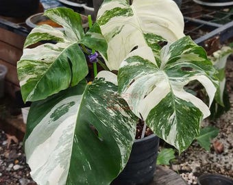 Monstera Borsigiana Albo Variegated