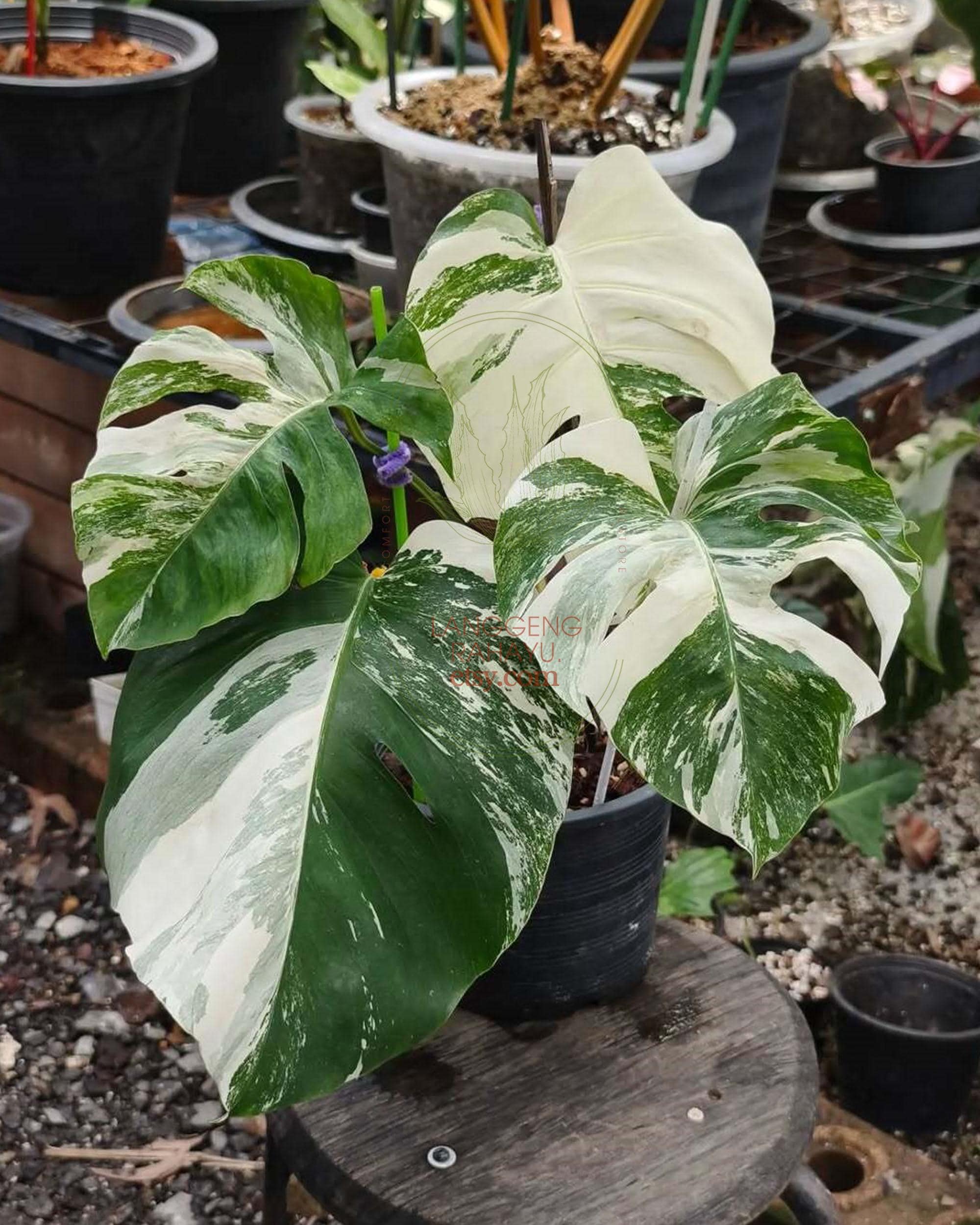 Monstera borsigiana albo - Etsy 日本