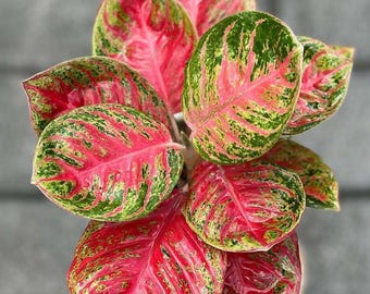Aglaonema Wulandari