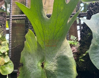 PLATYCERIUM HOLTUMII