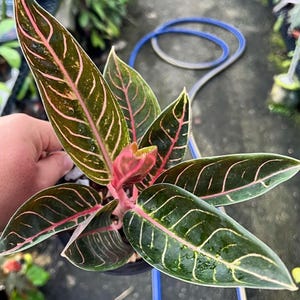 Könnte beinhalten: Nahaufnahme einer Aglaonema-Pflanze mit dunkelgrünen Blättern mit rosa und weißen Adern. Die Pflanze hat einen zentralen Cluster aus rosa Blättern und befindet sich in einem schwarzen Topf. Ein blauer Schlauch und andere Pflanzen sind im Hintergrund zu sehen.