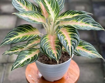 Aglaonema Hughes Plant: Decorative Foliage - Etsy