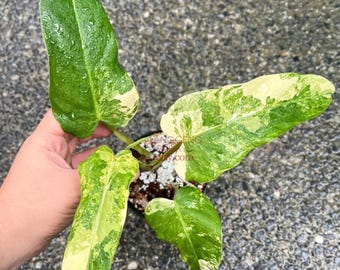 PHILODENDRON DOMESTICUM VARIEGATED