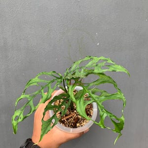 MONSTERA OBLIQUA PERU