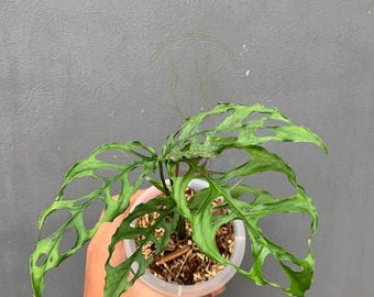 MONSTERA OBLIQUA PERU