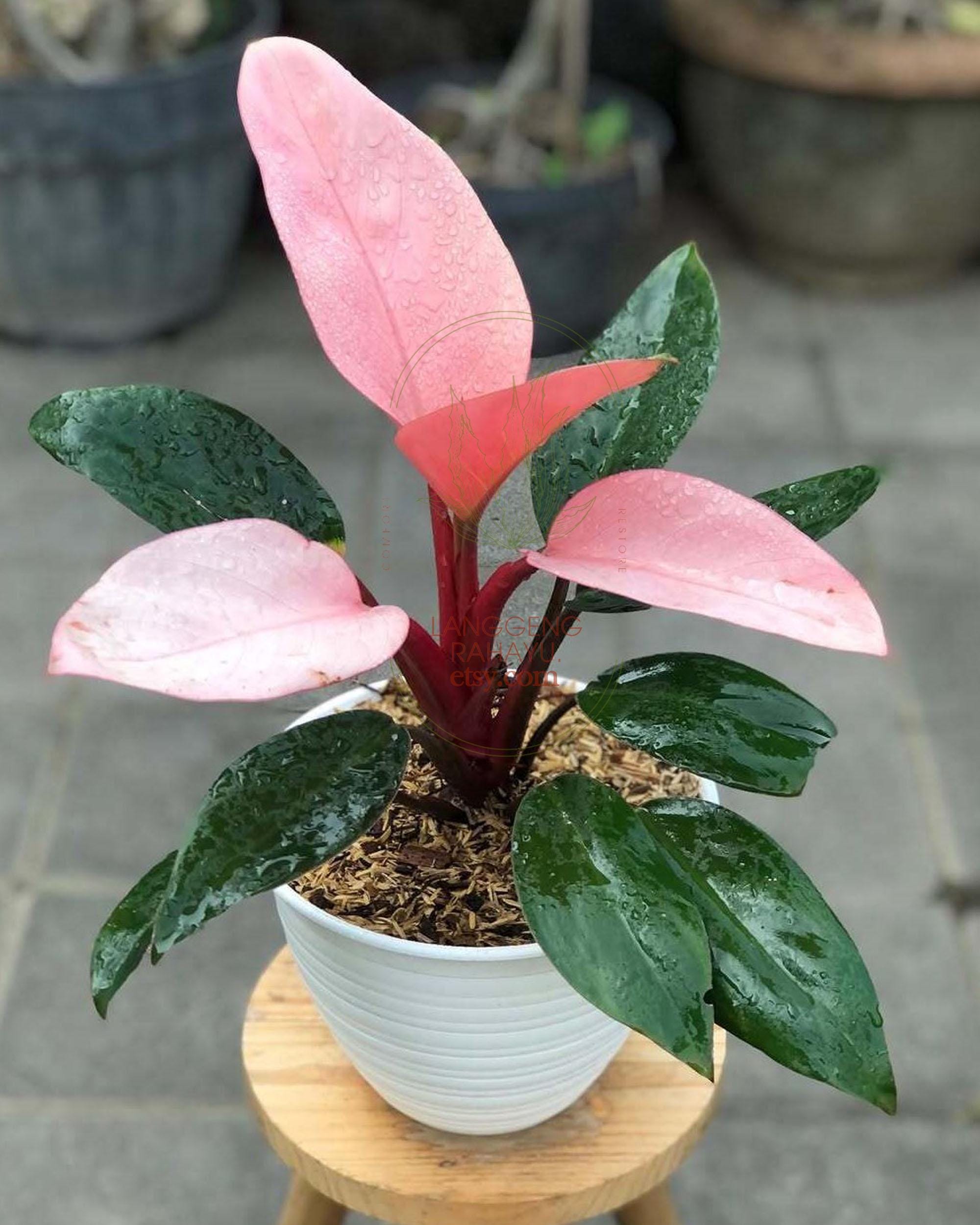 Philodendron Pink Congo - Etsy