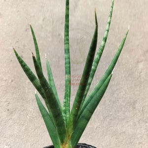 SANSEVIERIA BUNLUE FICKLARE