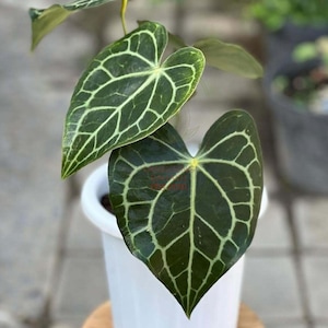 May include: Close-up of an Anthurium crystallinum plant with large, heart-shaped leaves. The dark green leaves have prominent, light green veining. The plant is potted in a white pot, sitting on a wooden surface.