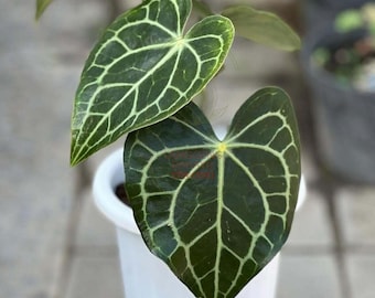 Anthurium clarinervium live plant