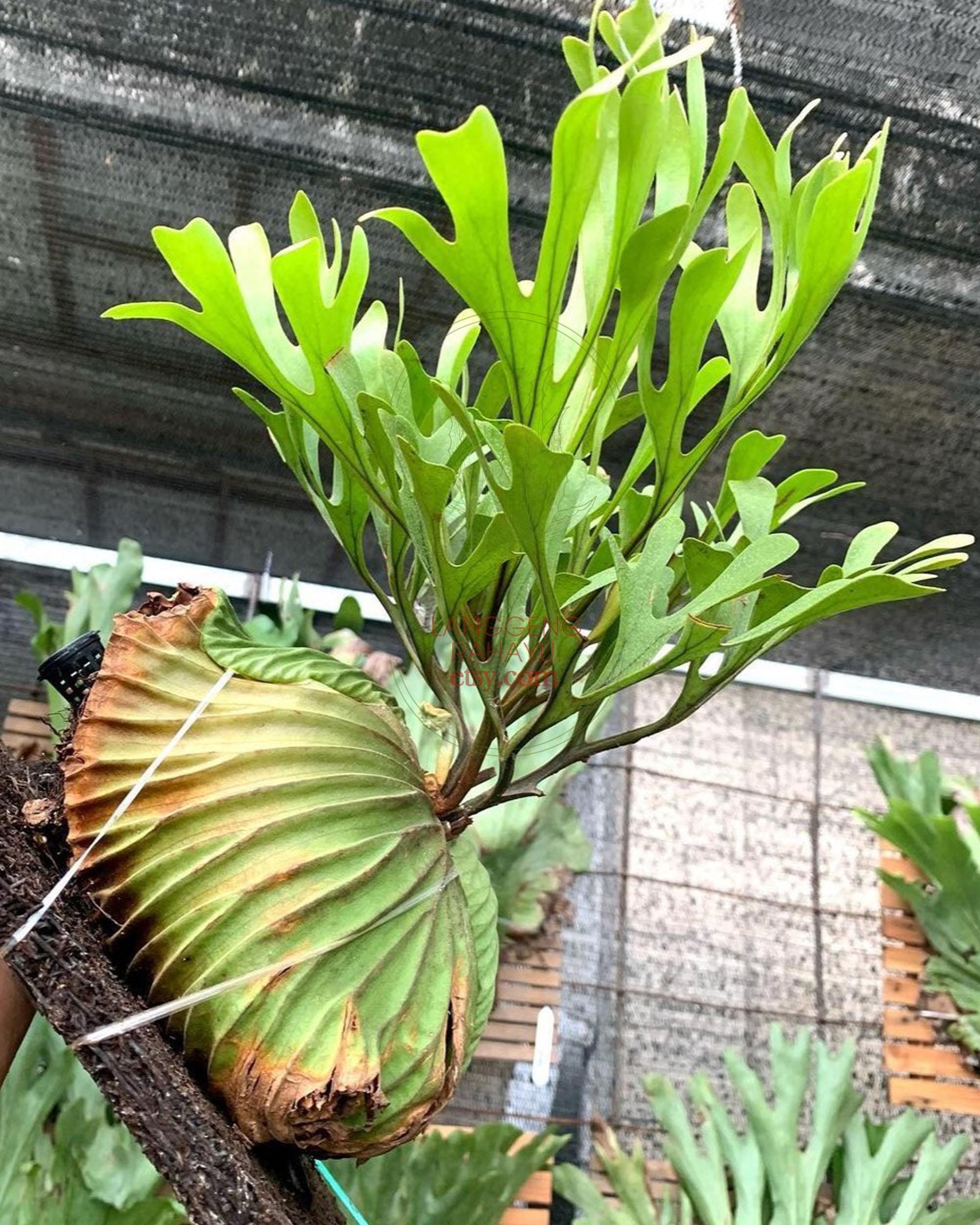 Platycerium ridleyi - Etsy 日本