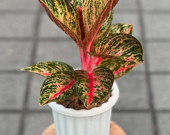 Aglaonema widuri