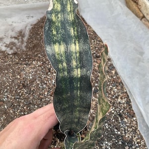 Sansevieria Kirkii Pulchra Coppertone Variegated Rare Plant - Etsy