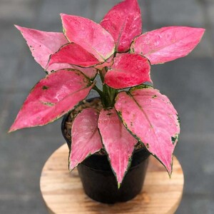 Aglaonema siam - Etsy 日本