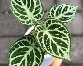 Anthurium Dorayaki x silver blush