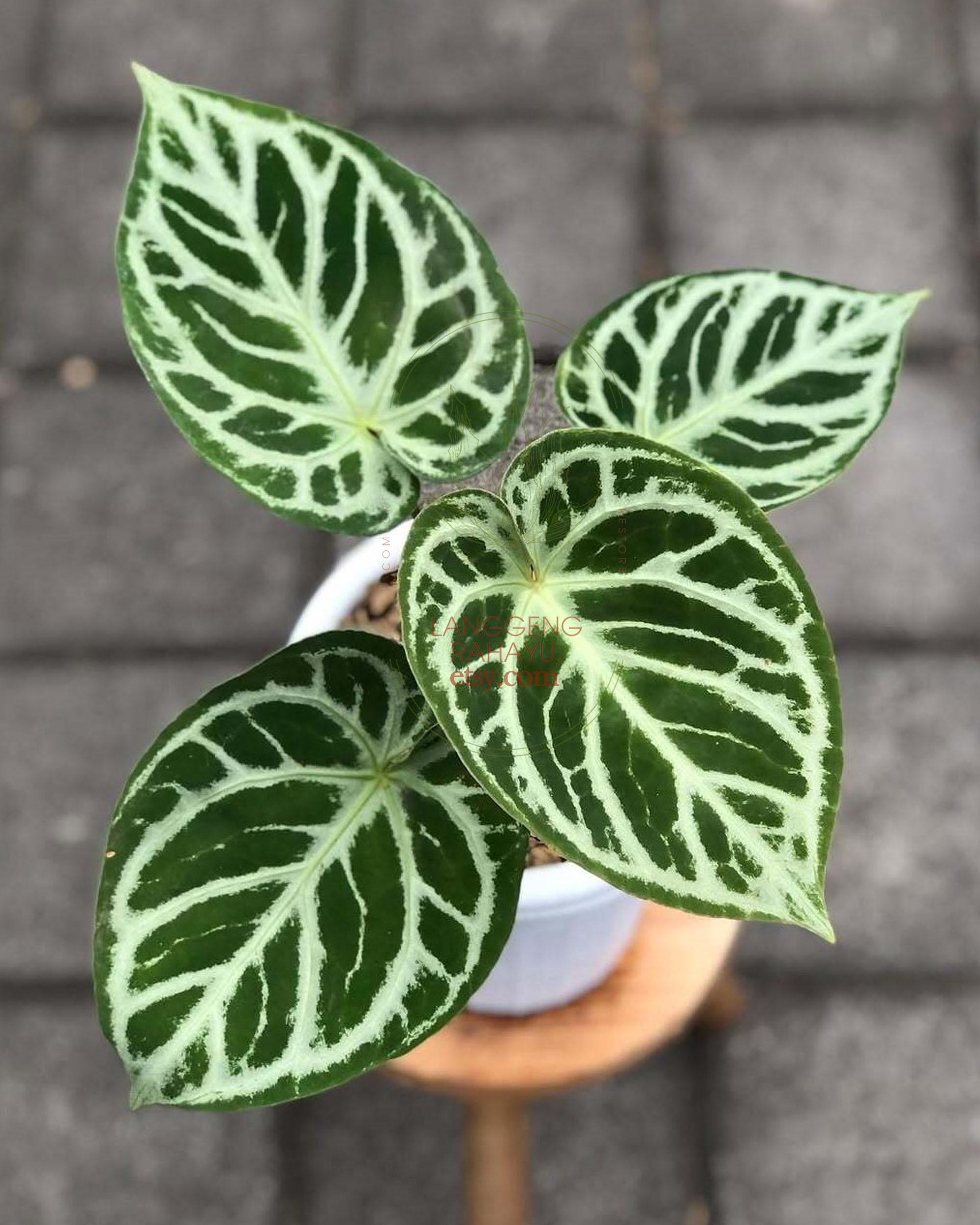 アンスリウム　シルバークローム　実生　丸葉　ハート葉 希少】アンスリウム シルバークローム 実生 丸葉 ハート葉