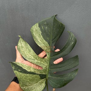 Peut inclure: Gros plan sur une feuille de Monstera panachée. La feuille présente un mélange de vert foncé et clair, avec un motif unique. La feuille est tenue sur un fond gris, mettant en valeur ses détails et textures complexes.