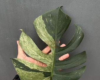 Monstera Deliciosa Mint Variegated 1 Leaf