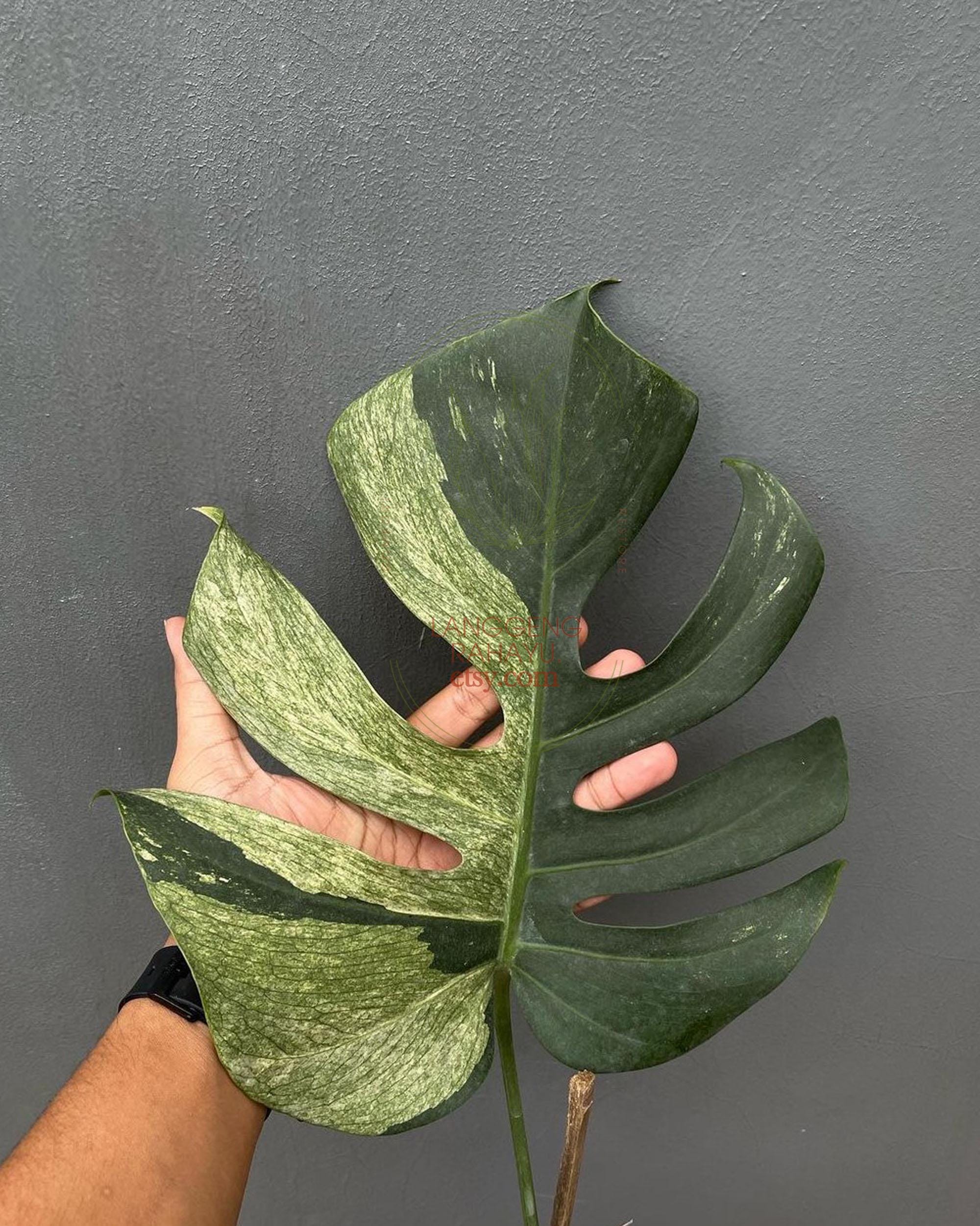 Bulbasaur monstera - Etsy 日本