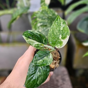May include: A small potted plant with variegated green and white leaves. The leaves have a marbled pattern, and the plant is in a small black pot. The plant is held in a person's hand, with a blurred background of other plants.