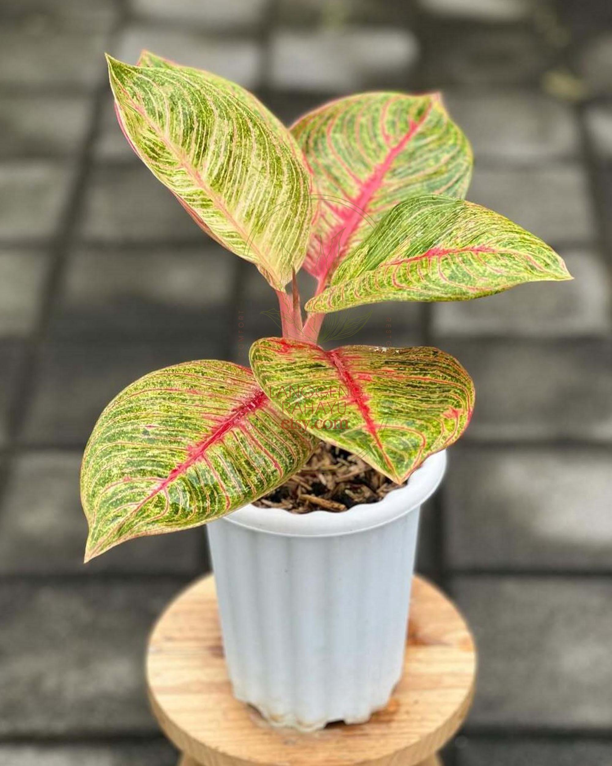 その他観葉植物 Aglaonema Hughes Aglaonema Hughes Plant: Decorative Foliage - Etsy