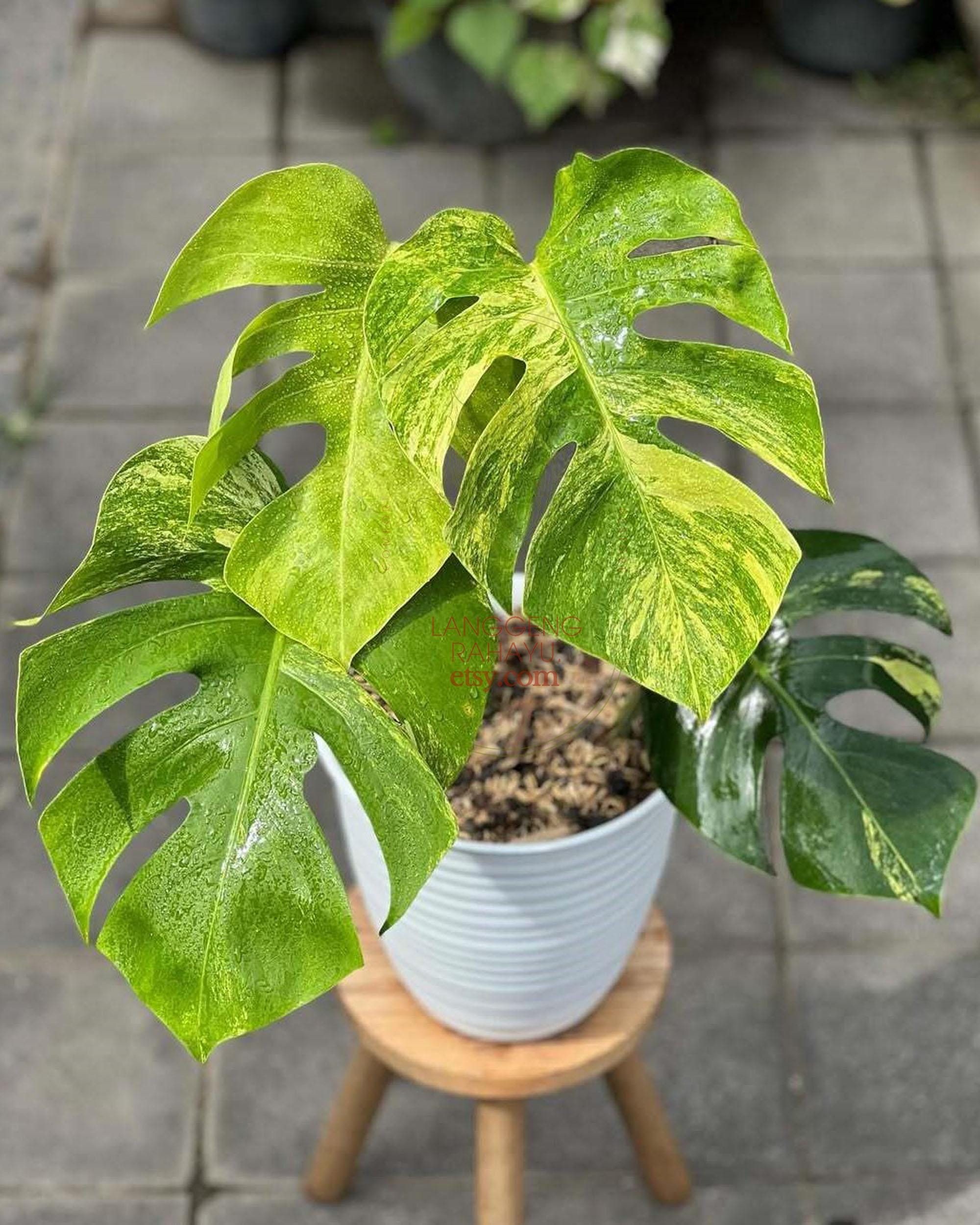 monstera albo borsigiana kaufen Monstera 'Albo' (Monstera deliciosa var. borsigiana albo-variegata)  The  Plant Lady SF