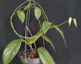 Hoya stenakai dark