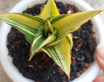 Sansevieria Johannesburg Variegated Rare.snake Plant - Etsy