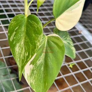 PHILODENDRON HEDERACEUM Albo panaché - plante rare