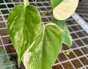 PHILODENDRON HEDERACEUM Albo Variegated - rare plant