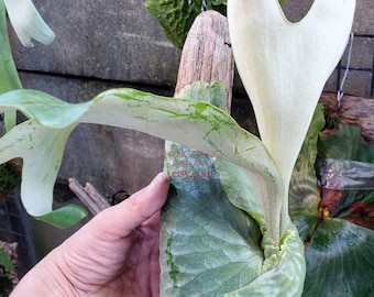PLATYCERIUM DOWBOY