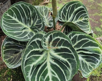 Anthurium dorayaki large size