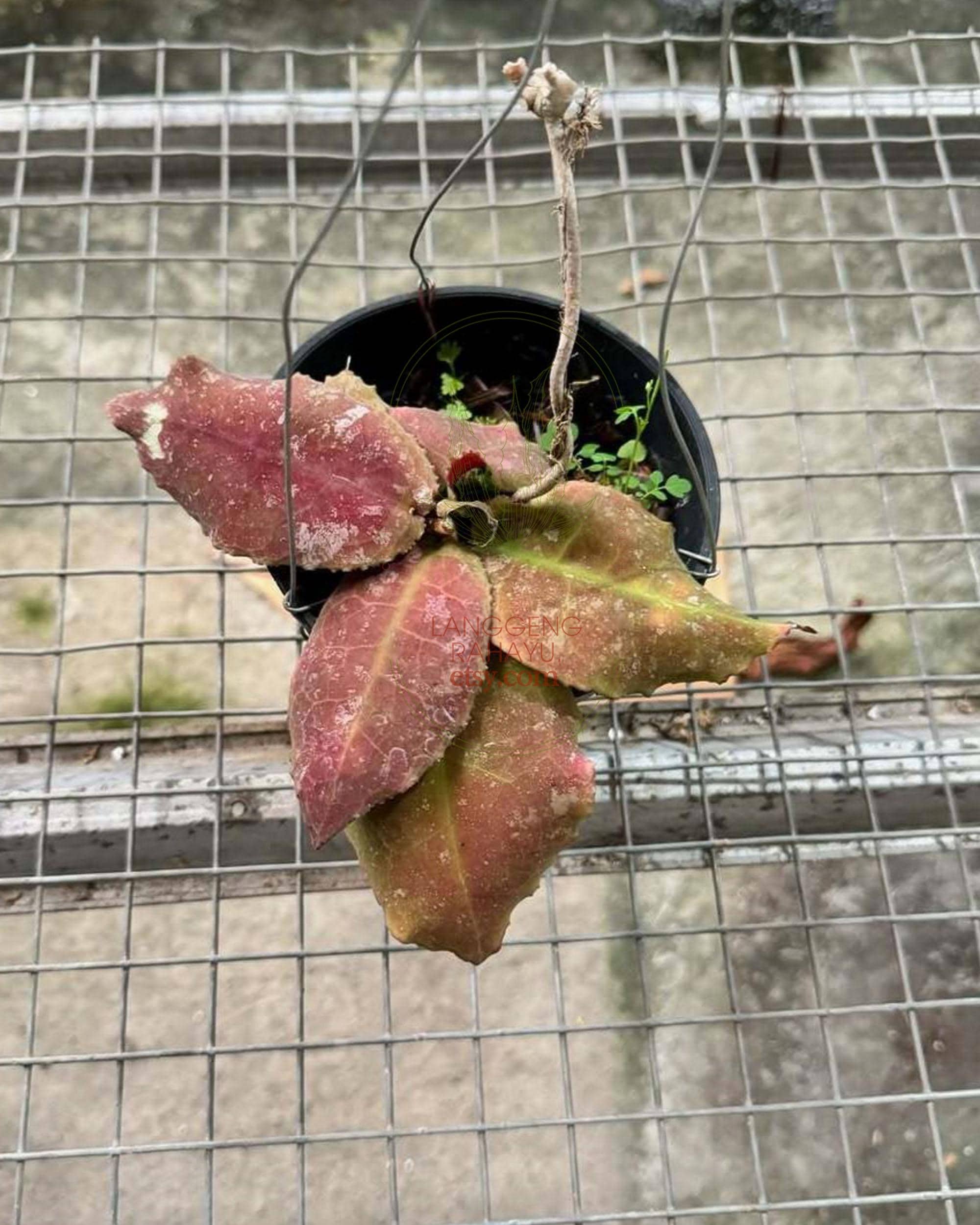 観葉植物 セール ホヤ 美斑入りウンデュラータ Hoya Undulata サクララン