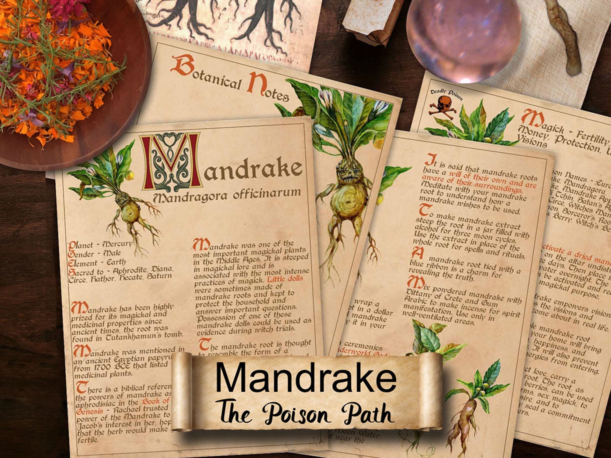 Mandrake planta poster bruxaria herbologia plantas pintura da lona