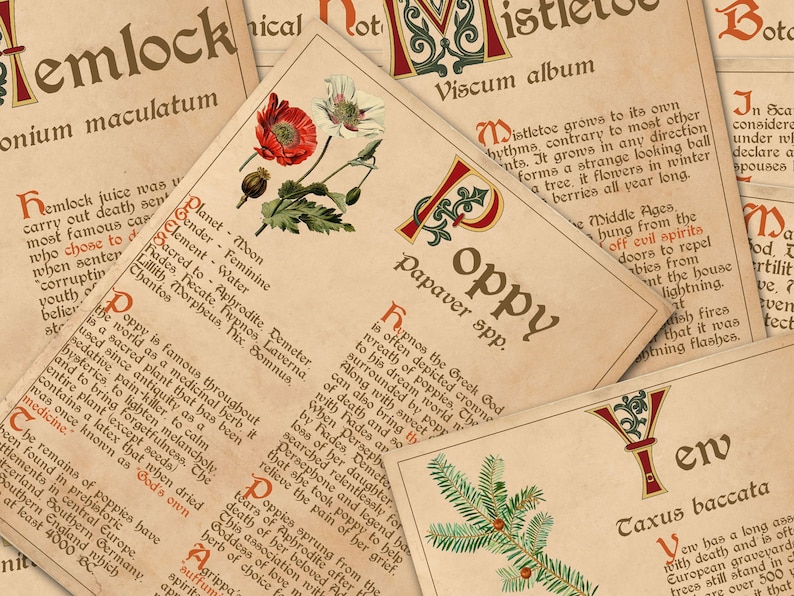 Closeup view of Poppy herb pages.  BANEFUL HERBS Bundle, 13 Poison Botanicals, 46 Witchcraft Pages of Ritual Poisonous Plants, Wicca Witch Herbal Grimoire of Baneful Plants - Morgana Magick Spell