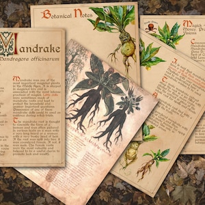 Closeup view of Mandrake herb pages.  BANEFUL HERBS Bundle, 13 Poison Botanicals, 46 Witchcraft Pages of Ritual Poisonous Plants, Wicca Witch Herbal Grimoire of Baneful Plants - Morgana Magick Spell