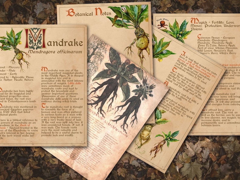 Closeup view of Mandrake herb pages.  BANEFUL HERBS Bundle, 13 Poison Botanicals, 46 Witchcraft Pages of Ritual Poisonous Plants, Wicca Witch Herbal Grimoire of Baneful Plants - Morgana Magick Spell