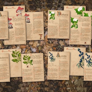 Fly Agaric, Datura, Belladonna, and Aconite BANEFUL HERBS Bundle, 13 Poison Botanicals, 46 Witchcraft Pages of Ritual Poisonous Plants, Wicca Witch Herbal Grimoire of Baneful Plants - Morgana Magick Spell