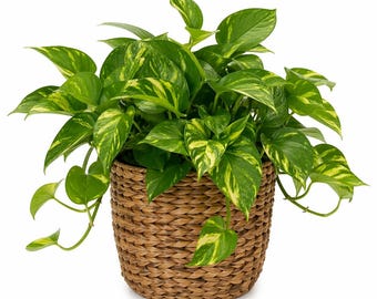 Gesunde goldene Pothos Low-Licht schnell wachsende Indoor-Rebe schneidende luftreinigende Pflanze verwurzelte Knoten