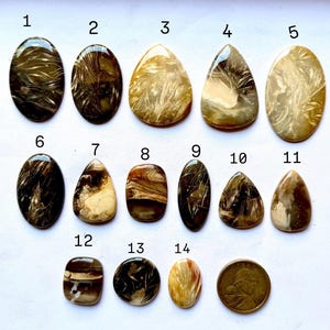 May include: A collection of fourteen polished gemstones in various shapes, including oval, teardrop, and round. The stones display a range of colors, from light beige to dark brown, with unique internal patterns. A coin is included for size reference.