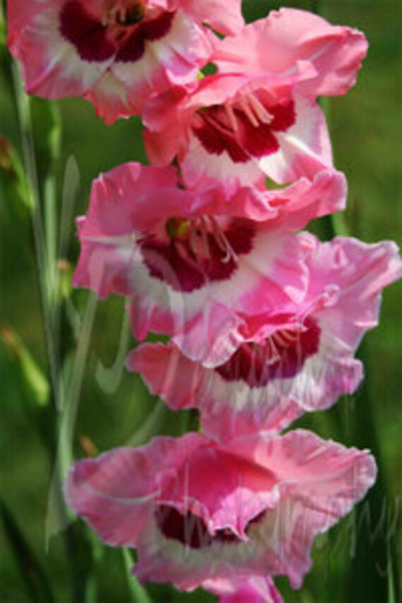 Items similar to Pretty pink and white gladiolus 8x10 fine art