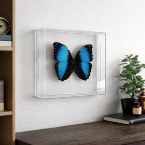Real Butterfly Framed Including  Morpho Butterfly