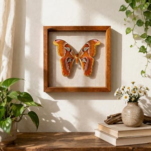 Puede incluir: Una obra de arte enmarcada de una mariposa con un marco de madera marrón. La mariposa tiene alas naranjas, rojas y amarillas con patrones intrincados. La obra de arte se exhibe en una pared blanca, con una mesa de madera en primer plano.