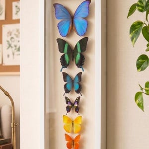Puede incluir: Un marco de vitrina blanco vertical que contiene siete mariposas preservadas dispuestas en columna. Las mariposas muestran un espectro de colores que incluye azul brillante, verde oscuro, azul claro, morado, amarillo, naranja y verde azulado con detalles negros.